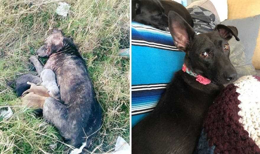1591735794 821 20 antes e depois de caes resgatados que vao te