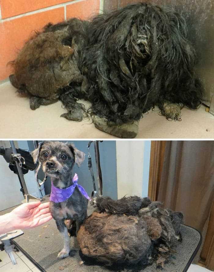 1591735796 441 20 antes e depois de caes resgatados que vao te