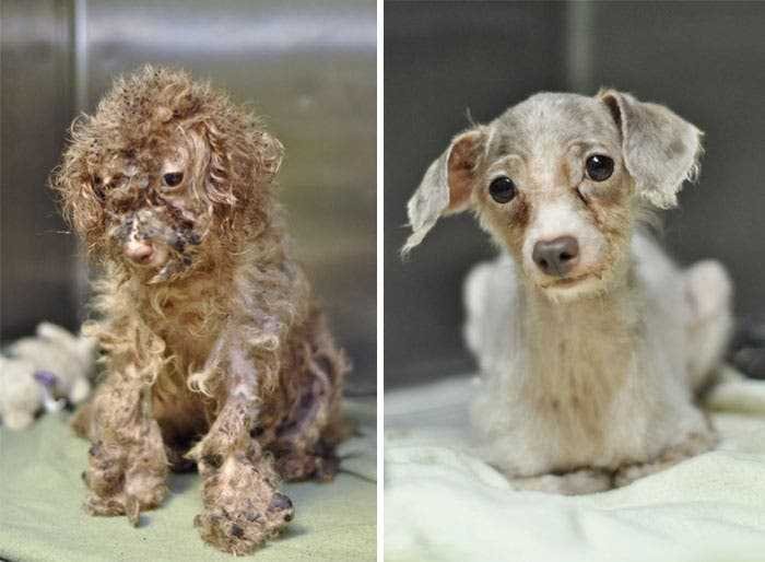 1591735796 708 20 antes e depois de caes resgatados que vao te