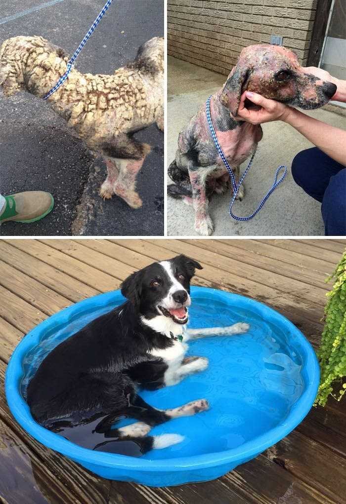 1591735797 389 20 antes e depois de caes resgatados que vao te