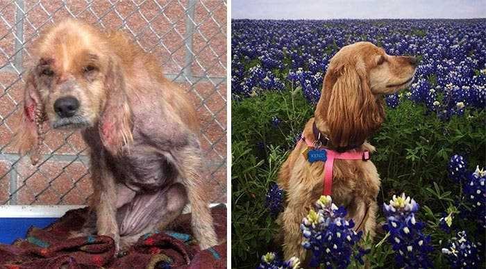 1591735798 932 20 antes e depois de caes resgatados que vao te