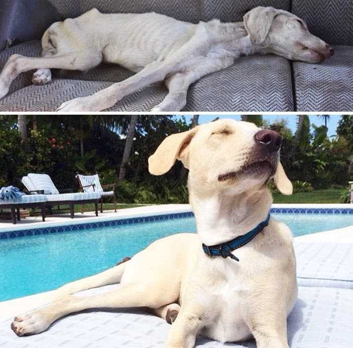 1591735798 990 20 antes e depois de caes resgatados que vao te