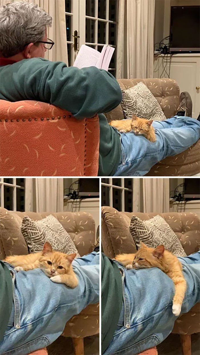 1645472016 2 20 Pais que nao queriam animais de estimacao em casa
