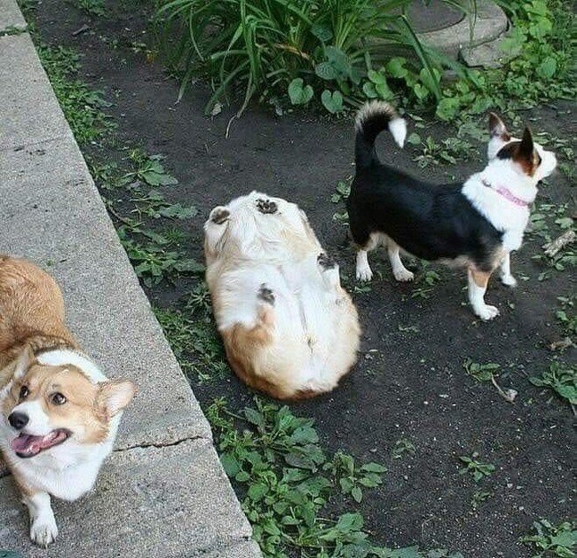 1580405521 545 15 animais tao dorminhocos que nao conseguem nem disfarcar