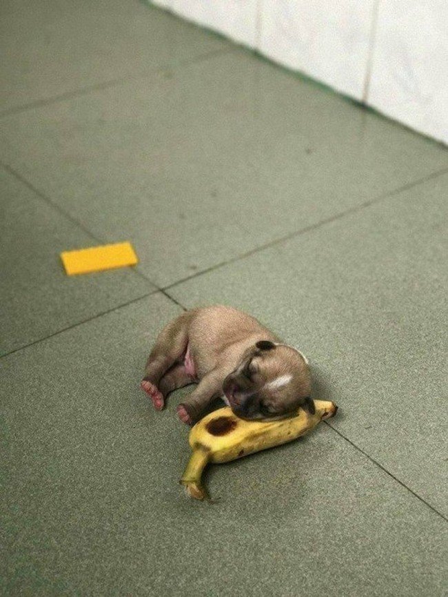 1580405521 385 15 animais tao dorminhocos que nao conseguem nem disfarcar