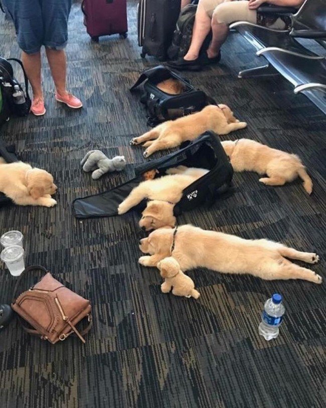 1580405522 966 15 animais tao dorminhocos que nao conseguem nem disfarcar