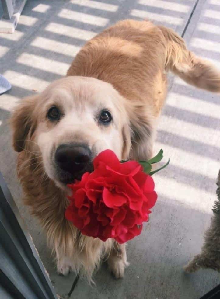 1607176505 300 23 pets que trouxeram presentes muito inusitados para seus donos