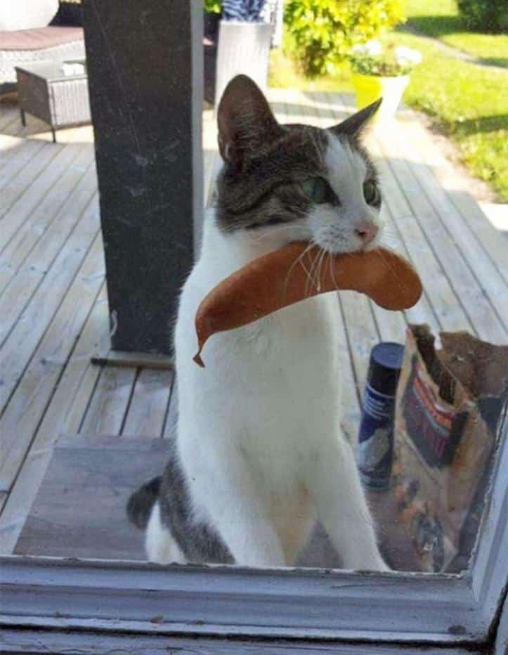 1607176506 960 23 pets que trouxeram presentes muito inusitados para seus donos
