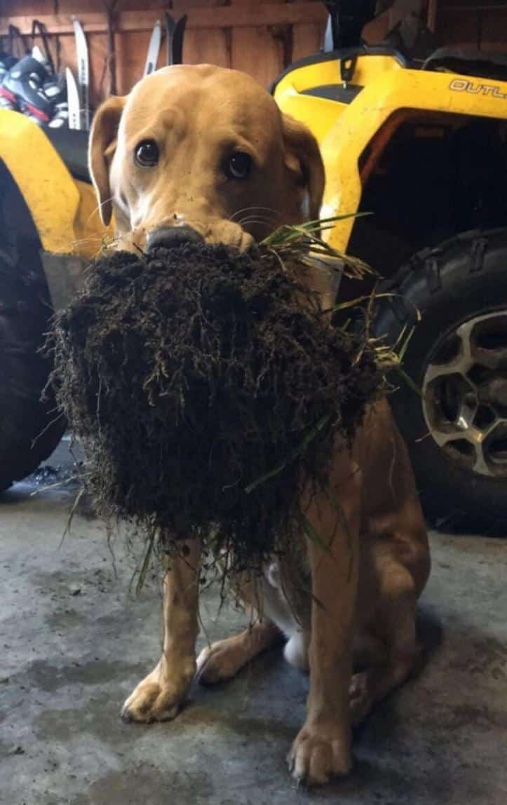 1607176506 866 23 pets que trouxeram presentes muito inusitados para seus donos