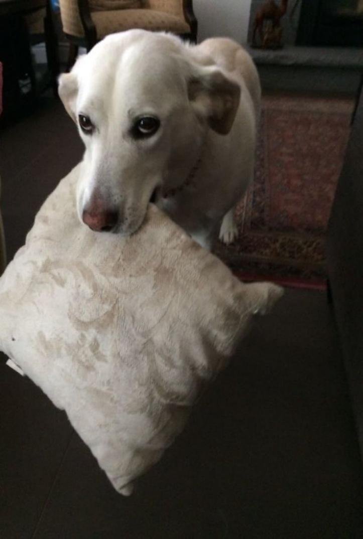 1607176507 709 23 pets que trouxeram presentes muito inusitados para seus donos