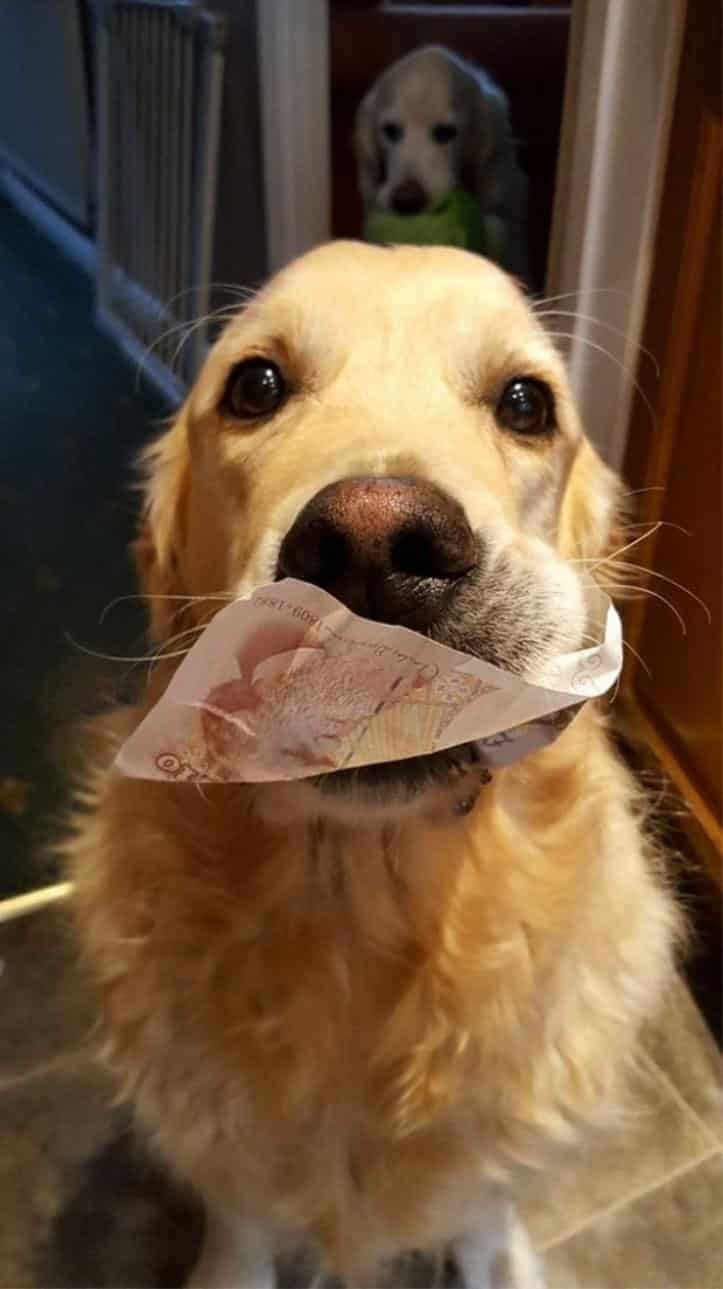 1607176508 132 23 pets que trouxeram presentes muito inusitados para seus donos