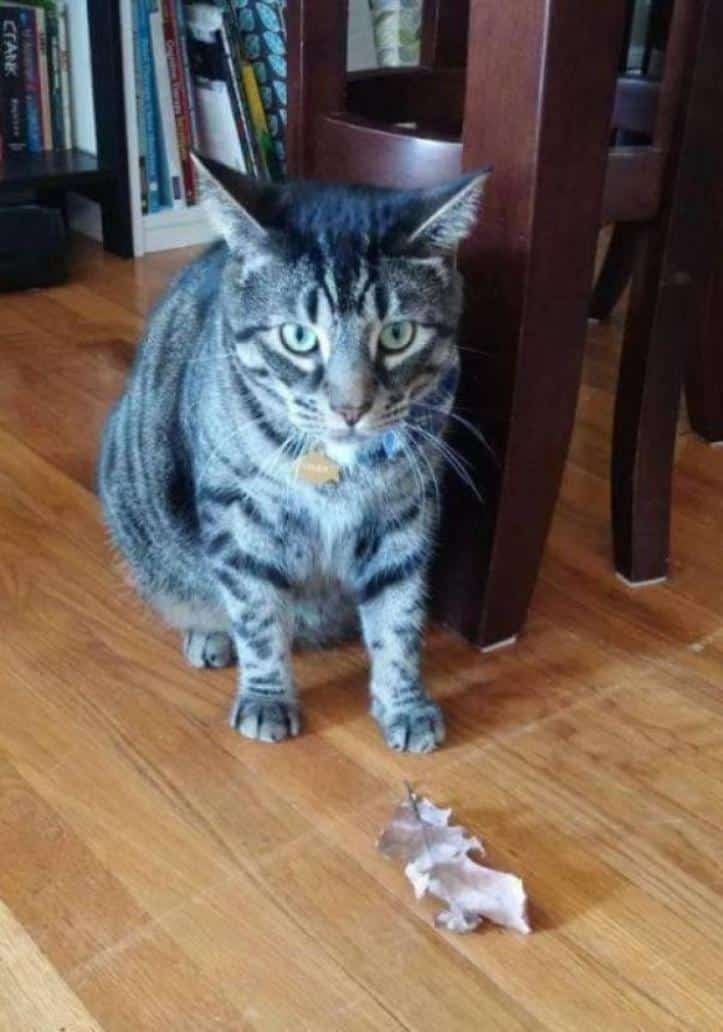 1607176508 447 23 pets que trouxeram presentes muito inusitados para seus donos