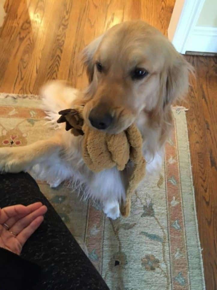 1607176509 864 23 pets que trouxeram presentes muito inusitados para seus donos