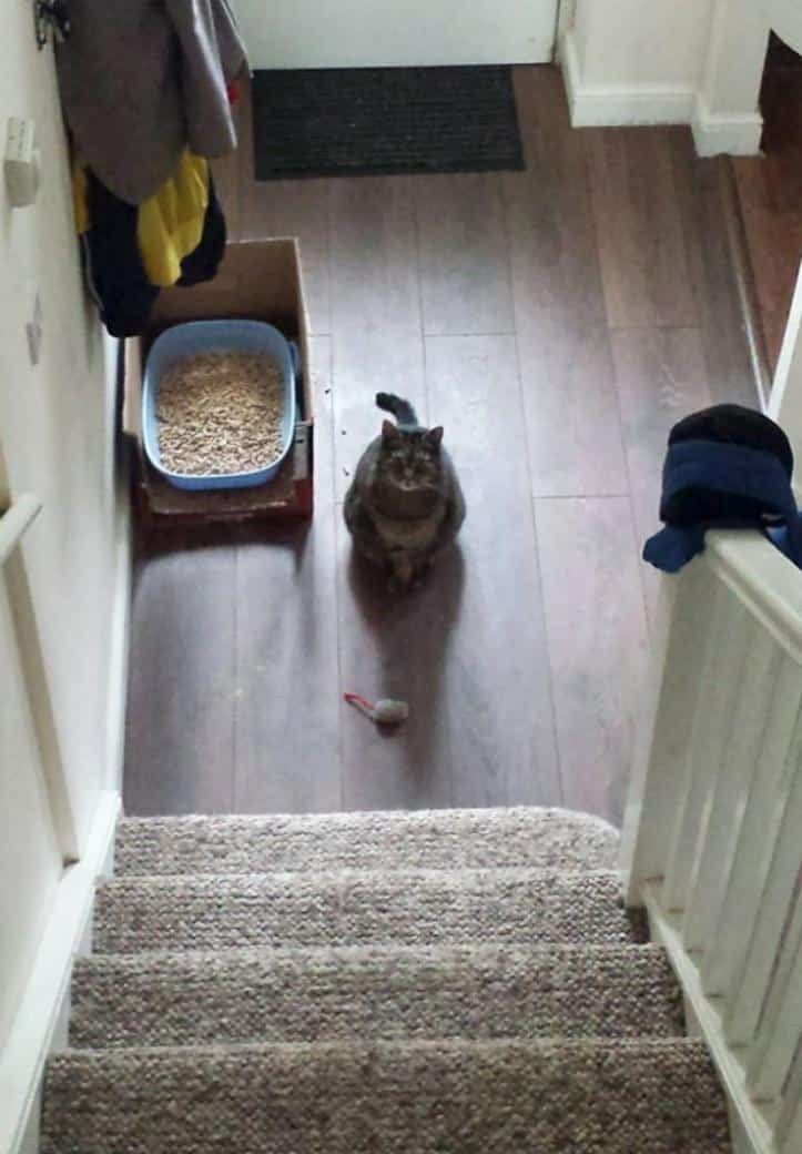 1607176509 984 23 pets que trouxeram presentes muito inusitados para seus donos