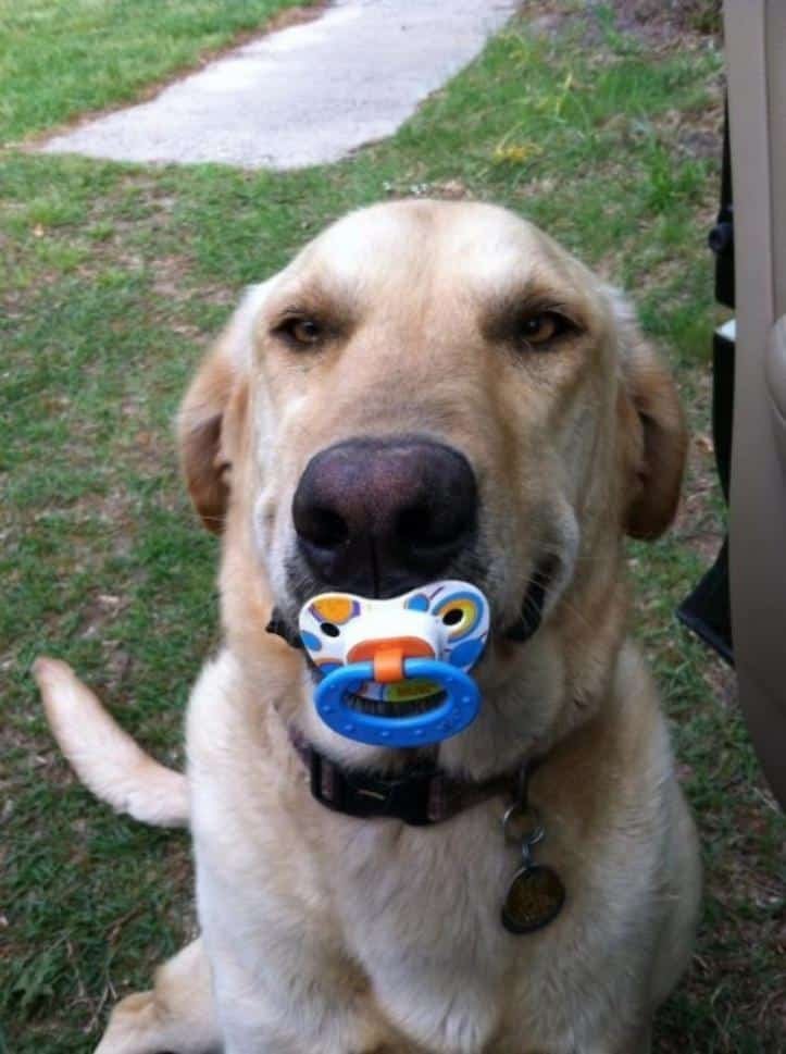 1607176510 836 23 pets que trouxeram presentes muito inusitados para seus donos