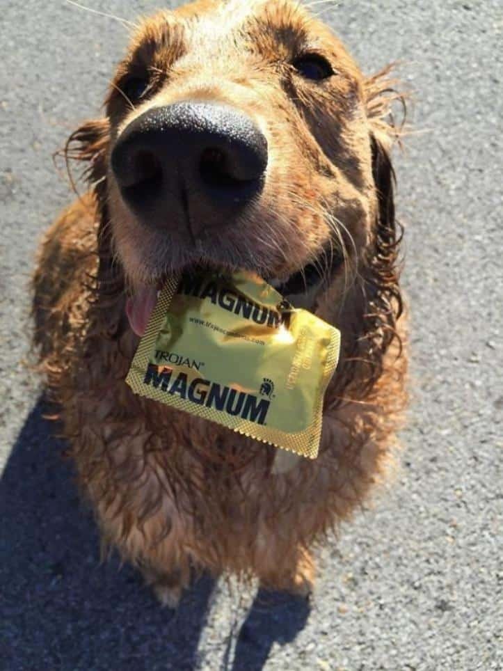 1607176511 953 23 pets que trouxeram presentes muito inusitados para seus donos