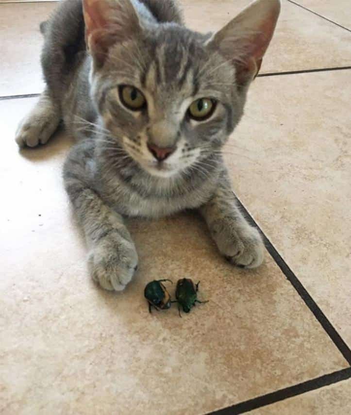1607176512 32 23 pets que trouxeram presentes muito inusitados para seus donos