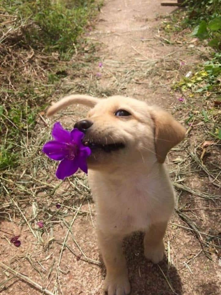 1607176512 246 23 pets que trouxeram presentes muito inusitados para seus donos