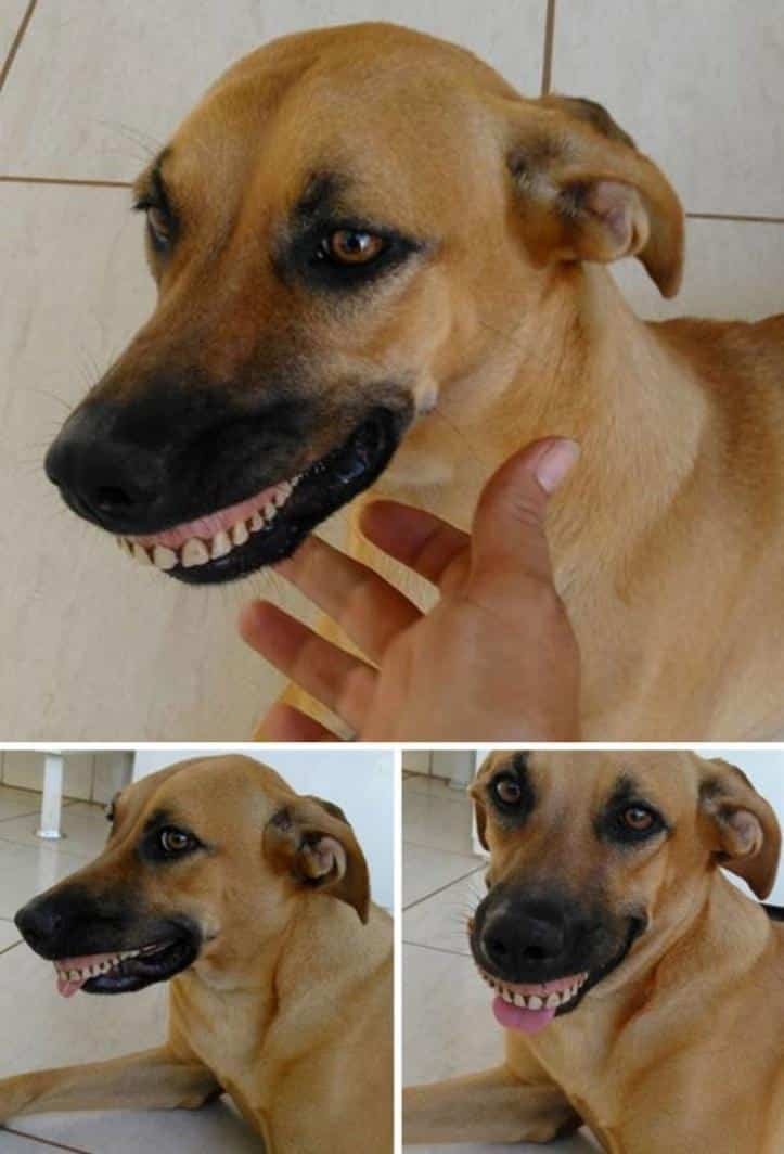 1607176513 568 23 pets que trouxeram presentes muito inusitados para seus donos