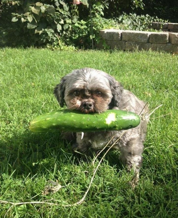 1607176513 729 23 pets que trouxeram presentes muito inusitados para seus donos
