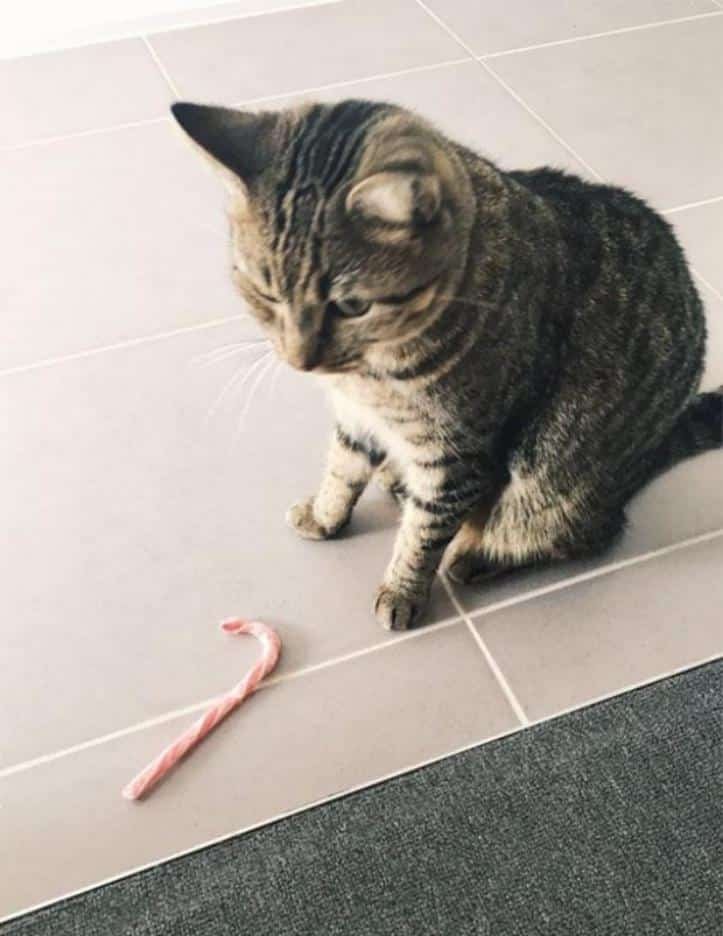 1607176514 700 23 pets que trouxeram presentes muito inusitados para seus donos