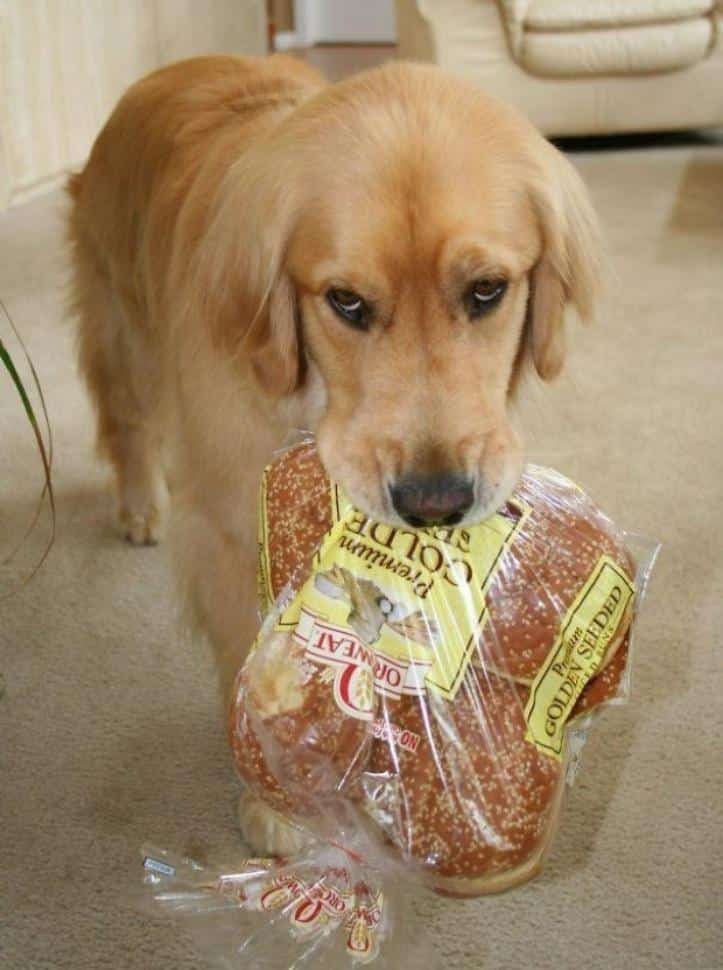 1607176515 682 23 pets que trouxeram presentes muito inusitados para seus donos