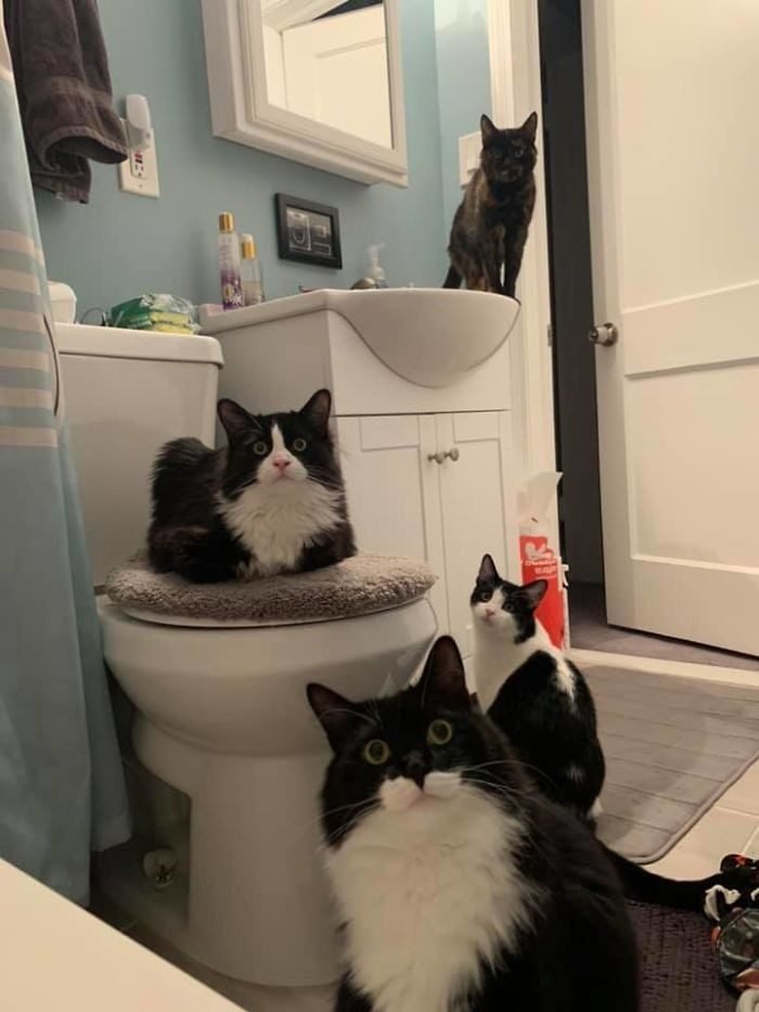 1646758394 714 22 gatos que nao sabem o que e respeitar a