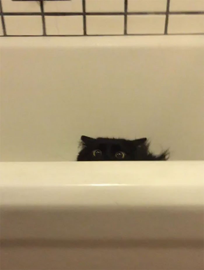 1646758395 377 22 gatos que nao sabem o que e respeitar a