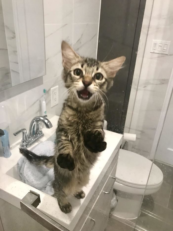 1646758397 644 22 gatos que nao sabem o que e respeitar a