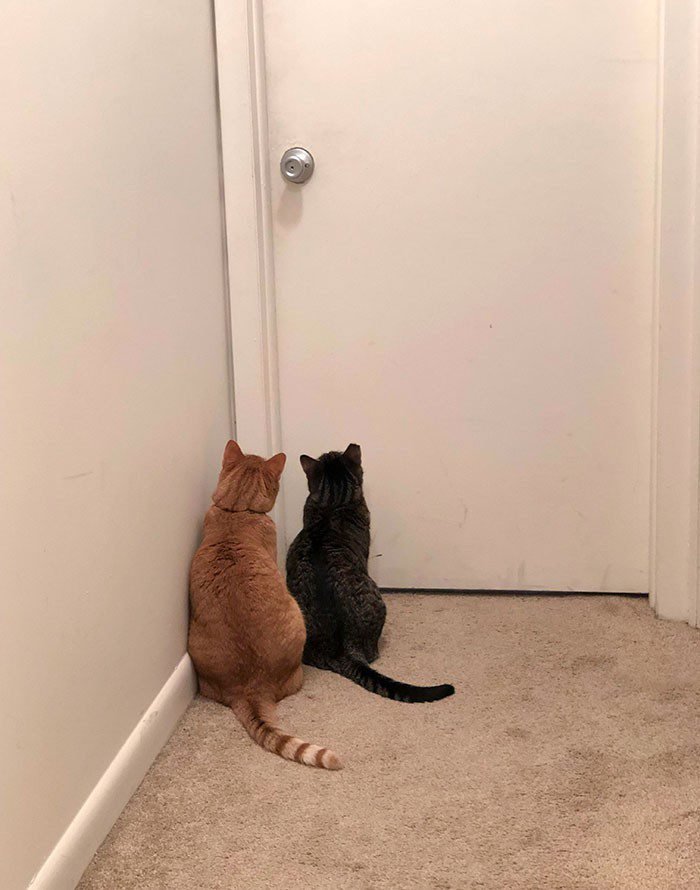 1646758399 783 22 gatos que nao sabem o que e respeitar a