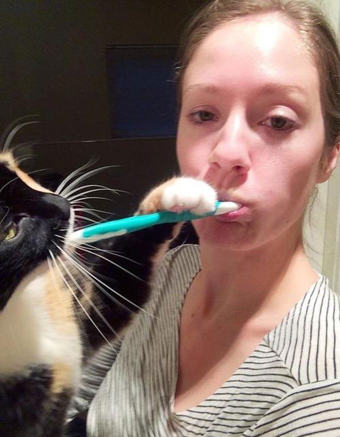 1646758400 509 22 gatos que nao sabem o que e respeitar a