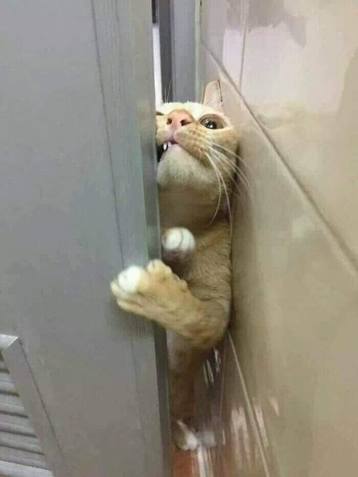 1646758402 456 22 gatos que nao sabem o que e respeitar a