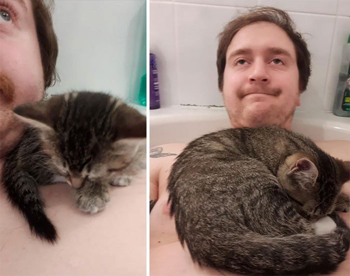 1646758403 552 22 gatos que nao sabem o que e respeitar a
