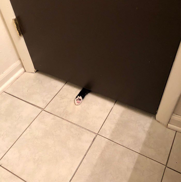 1646758405 200 22 gatos que nao sabem o que e respeitar a