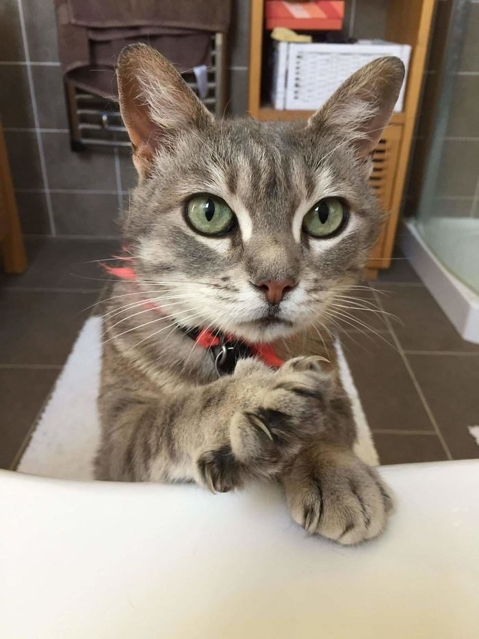 1646758407 93 22 gatos que nao sabem o que e respeitar a