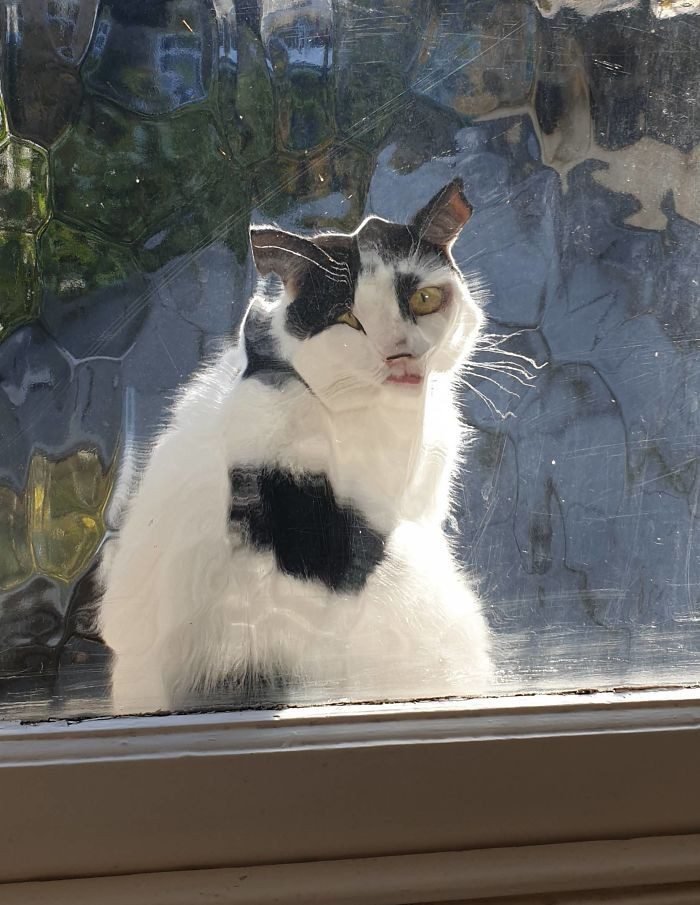 1646758409 697 22 gatos que nao sabem o que e respeitar a