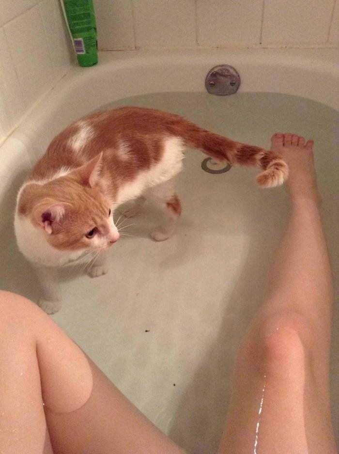 1646758410 976 22 gatos que nao sabem o que e respeitar a