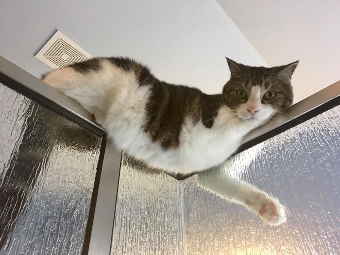 1646758412 709 22 gatos que nao sabem o que e respeitar a