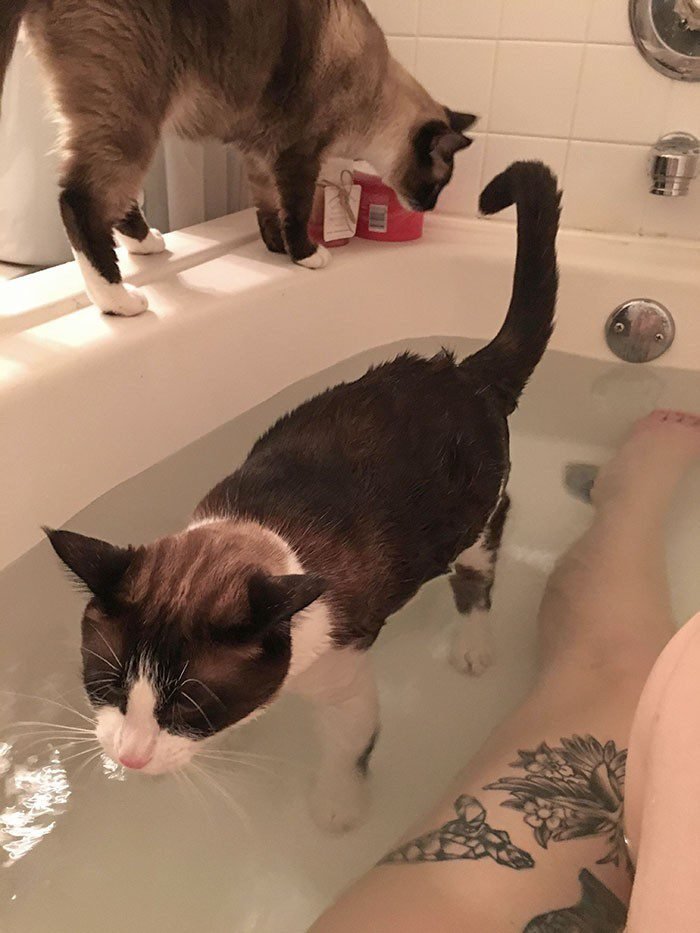 1646758413 251 22 gatos que nao sabem o que e respeitar a
