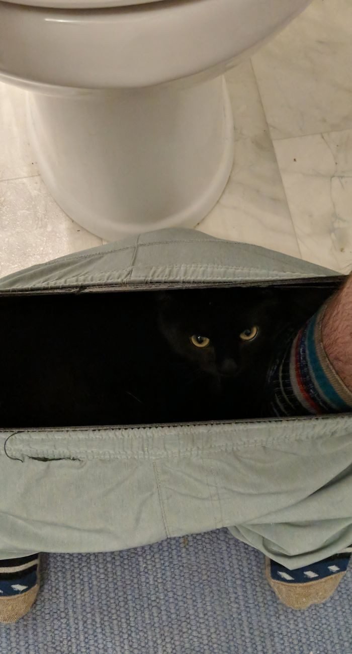1646758415 842 22 gatos que nao sabem o que e respeitar a