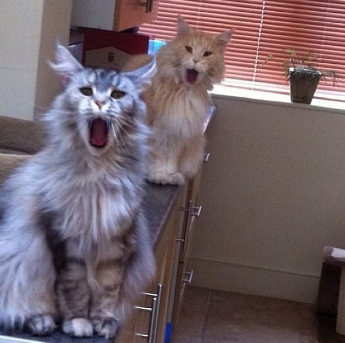 1646758418 71 22 gatos que nao sabem o que e respeitar a