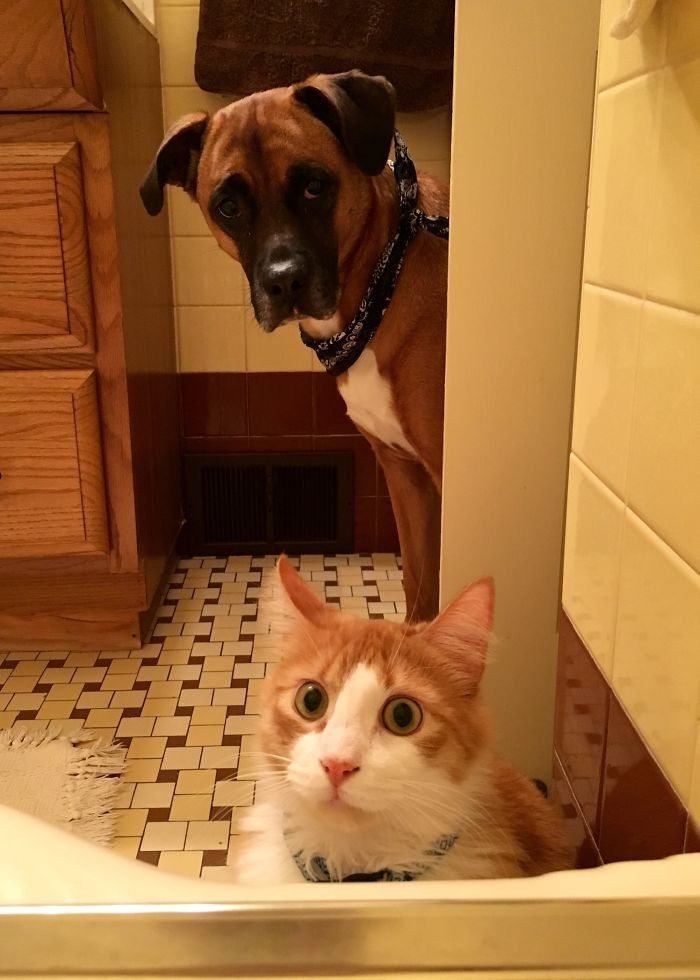 1646758422 197 22 gatos que nao sabem o que e respeitar a