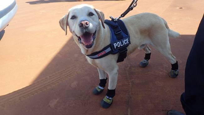 1646755524 948 12 Caes policiais que nao abrem mao de serem caes