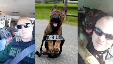 12 Cães policiais que não abrem mão de serem cães normais no seu tempo livre