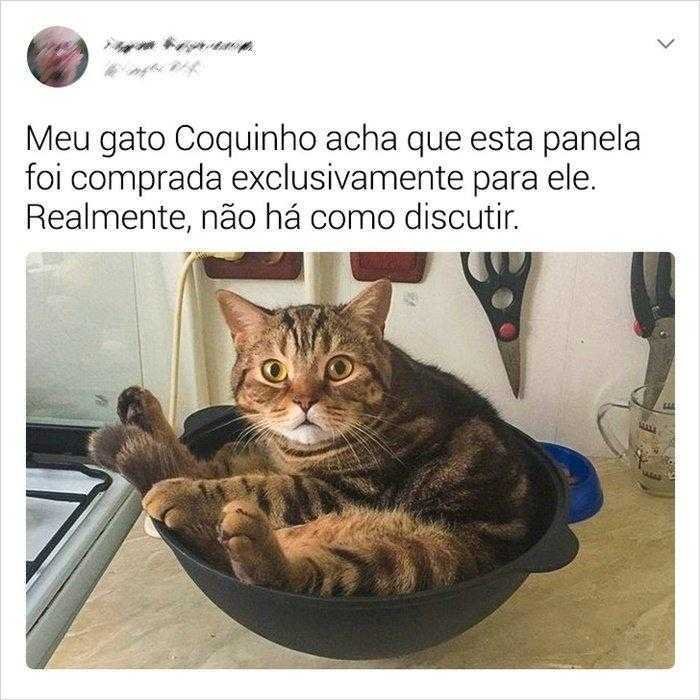 1587369970 888 22 situacoes que apenas aqueles que tem gatos irao entender