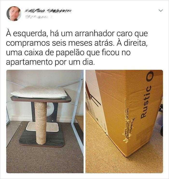 1587369971 578 22 situacoes que apenas aqueles que tem gatos irao entender