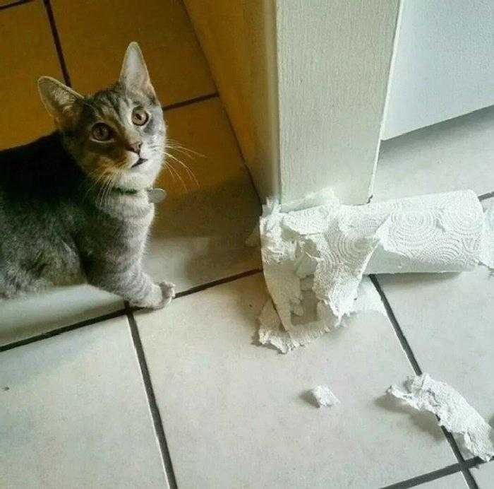 1587369973 654 22 situacoes que apenas aqueles que tem gatos irao entender