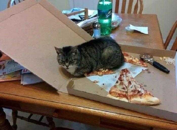 1587369974 733 22 situacoes que apenas aqueles que tem gatos irao entender