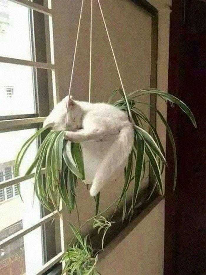 1587369975 585 22 situacoes que apenas aqueles que tem gatos irao entender