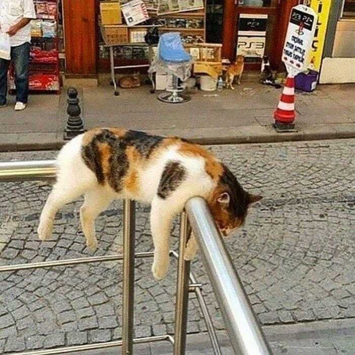 1587369975 909 22 situacoes que apenas aqueles que tem gatos irao entender